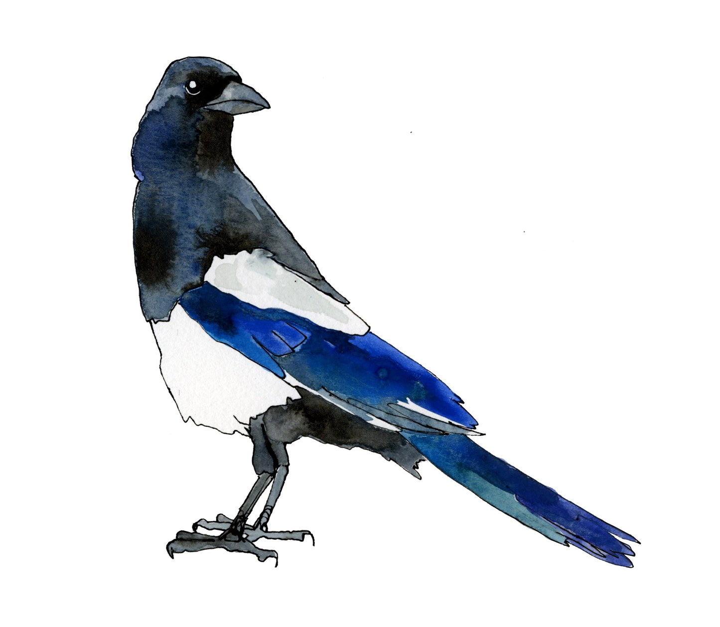 Magpie