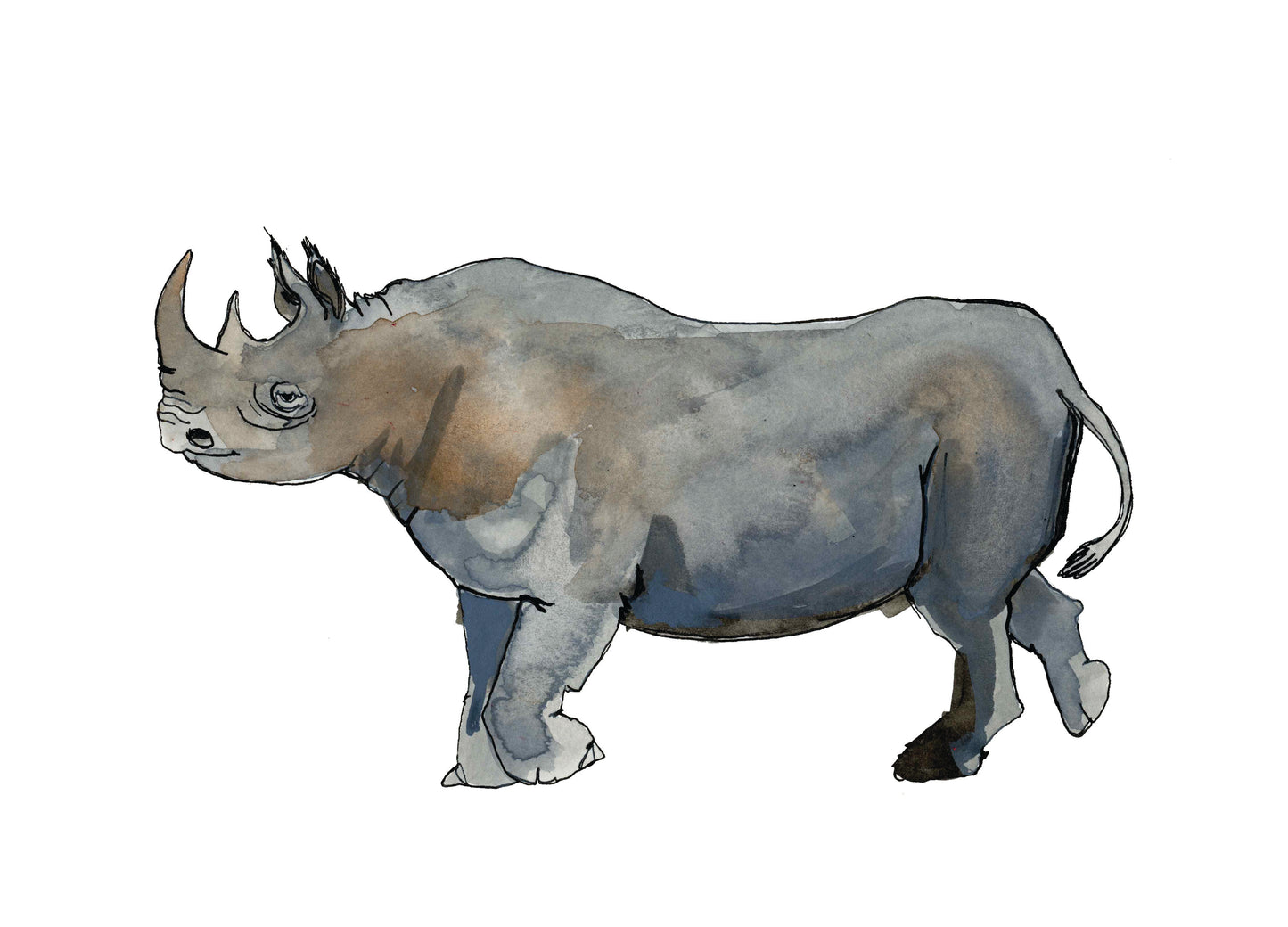 Black Rhino