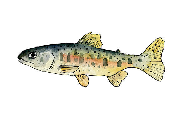 Spotted Salmon