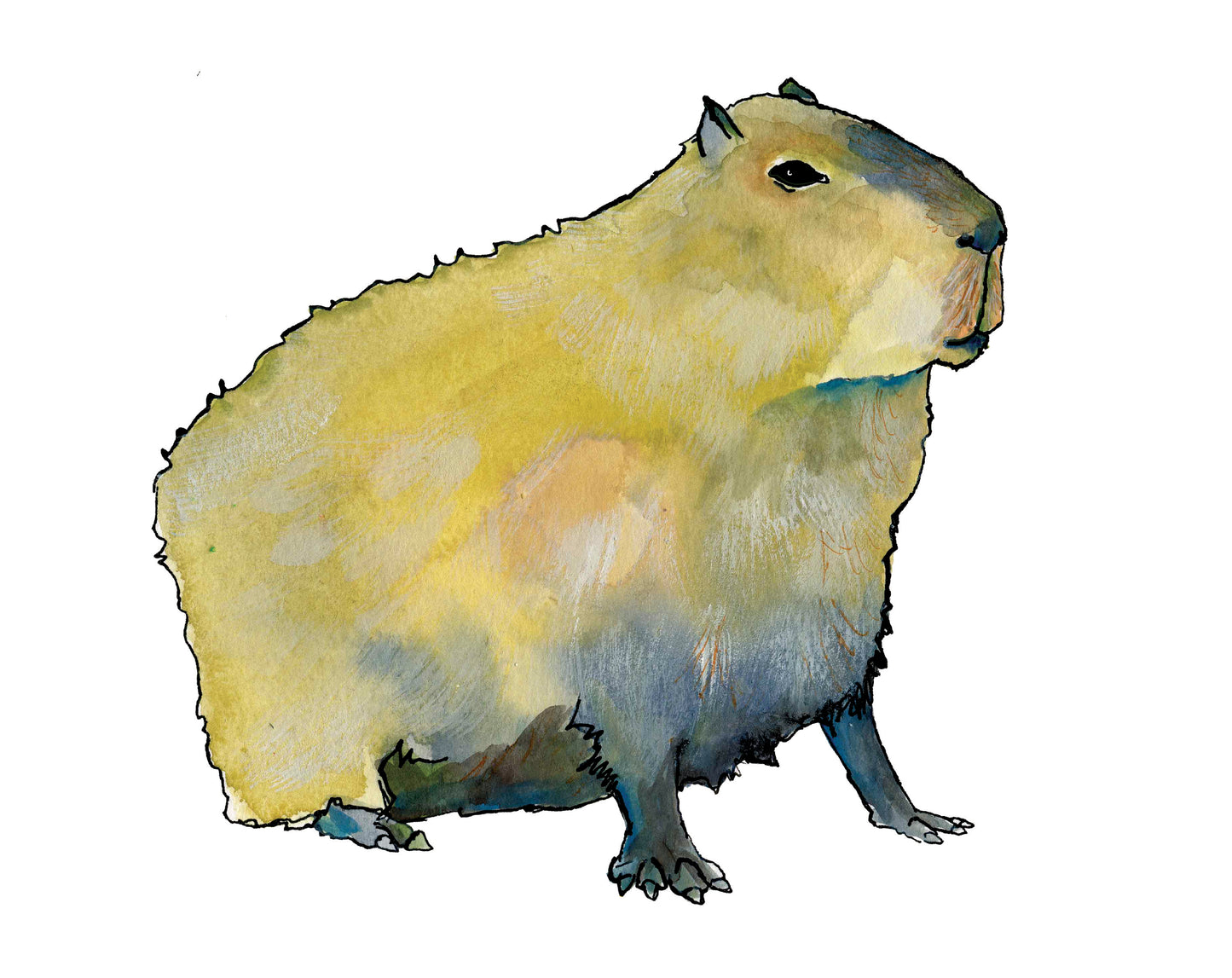 Capybara