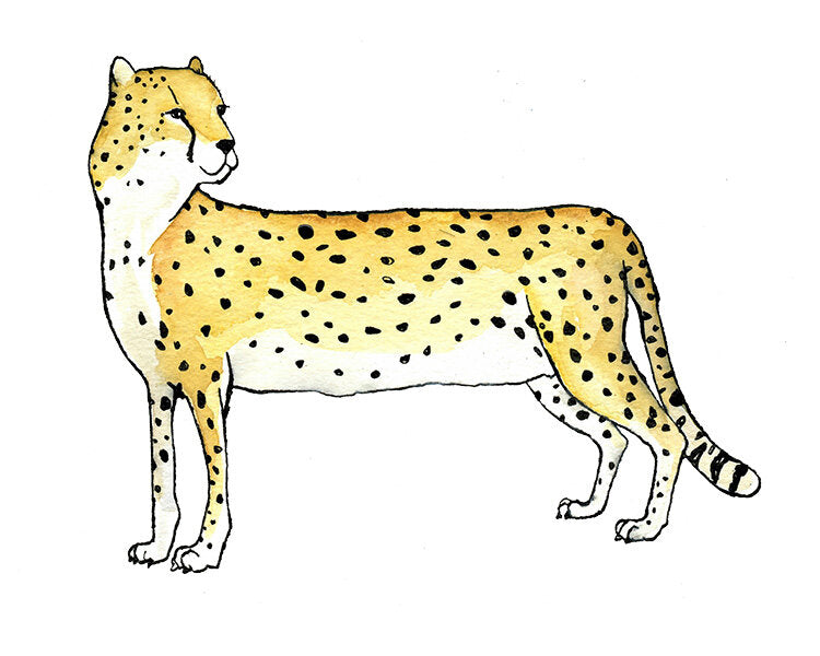 Cheetah