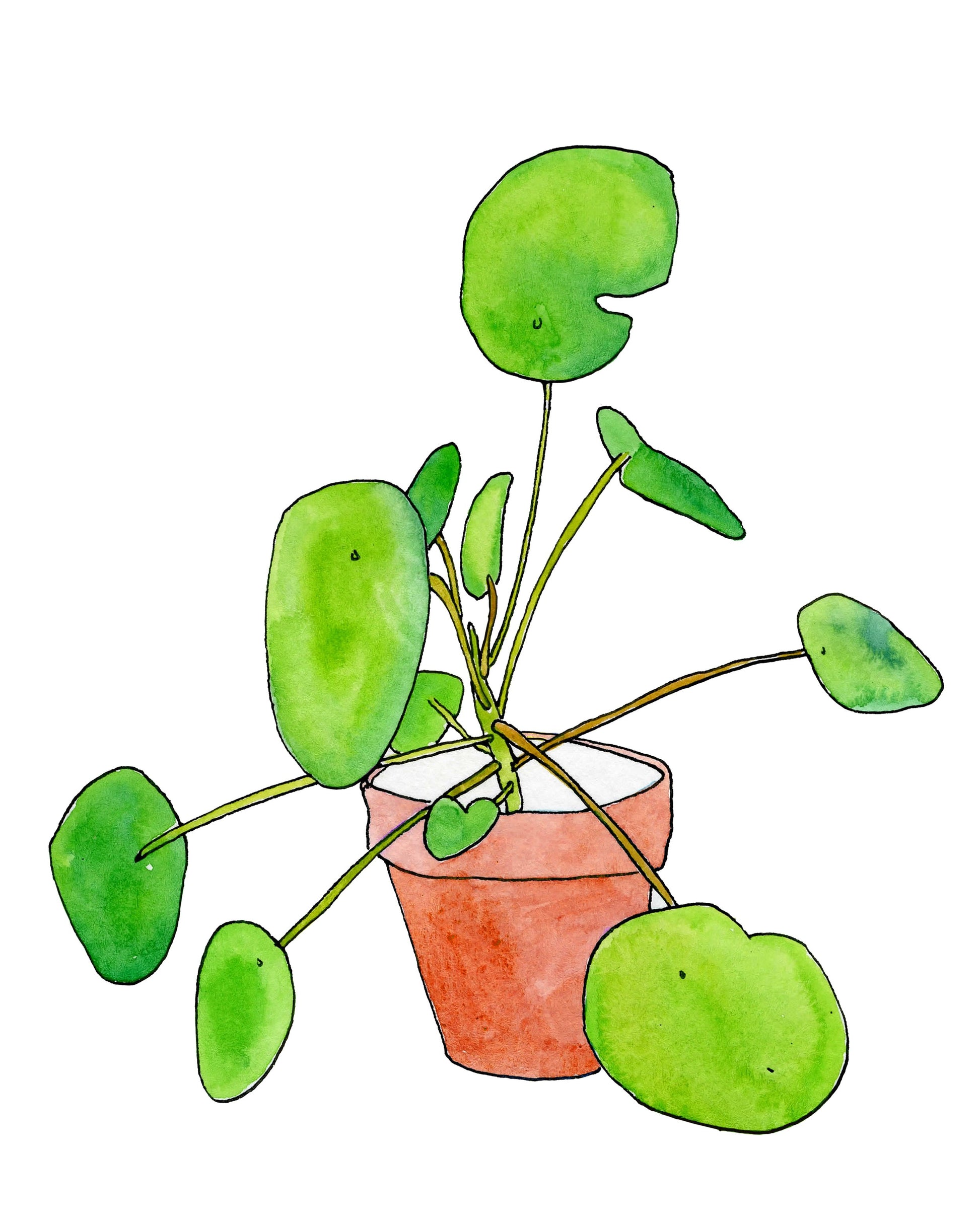 money plant design Chinese Money Plant – Brienne Cosman Design