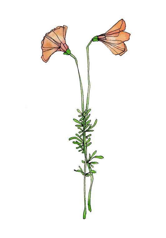 Pale Poppies