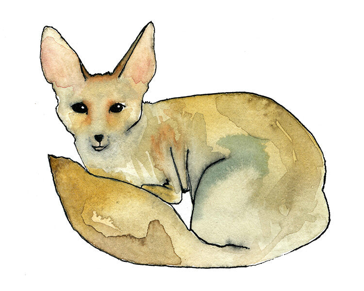 Fennec Fox