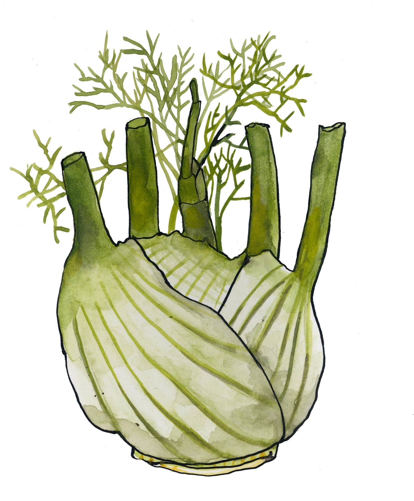 Fennel