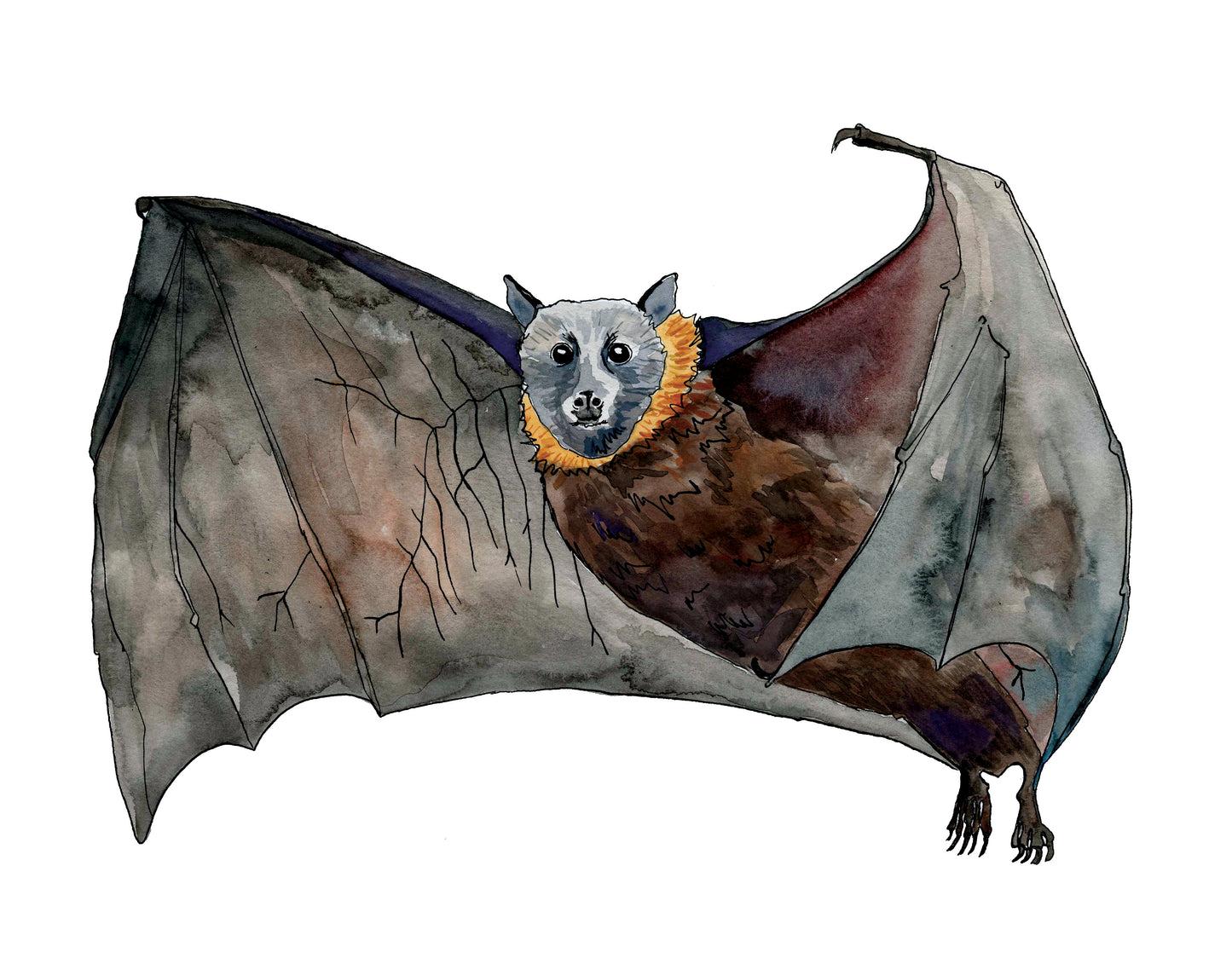 Fruit Bat