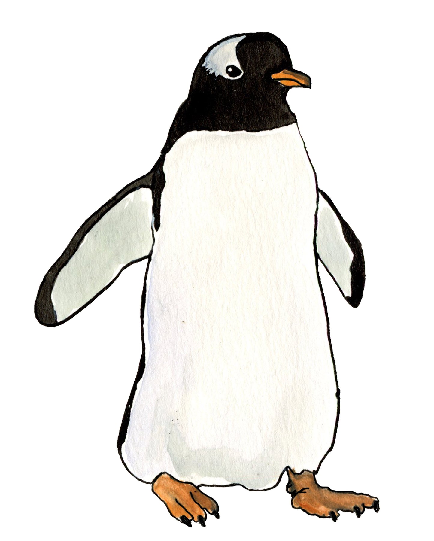 Gentoo Penguin