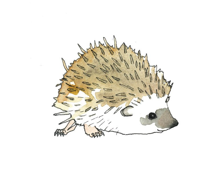 Hedgehog