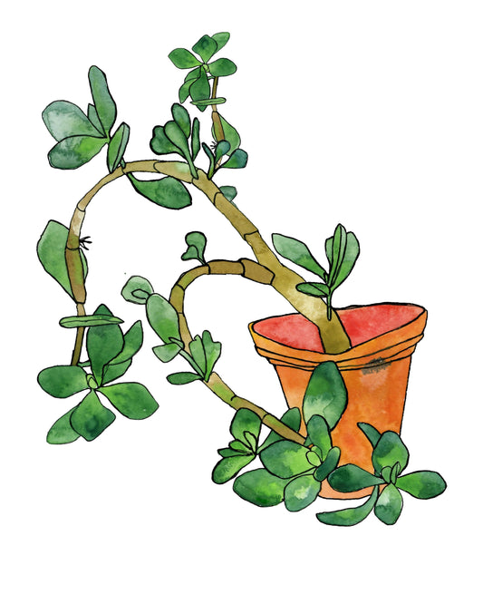 Jade Plant