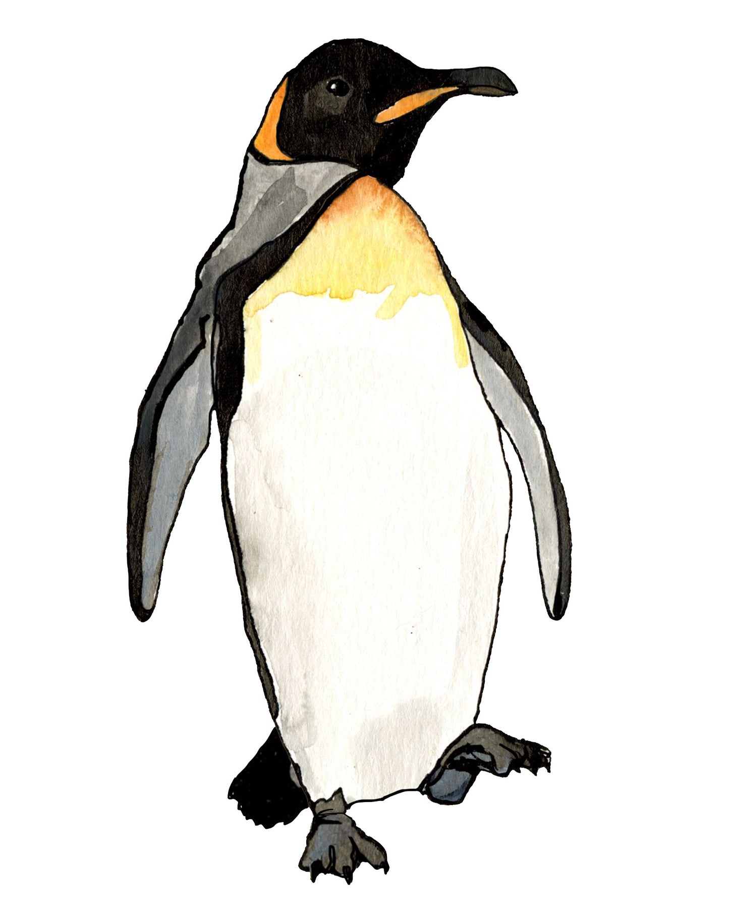 King Penguin