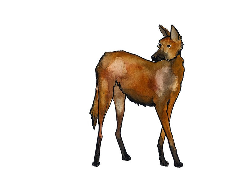 Maned Wolf