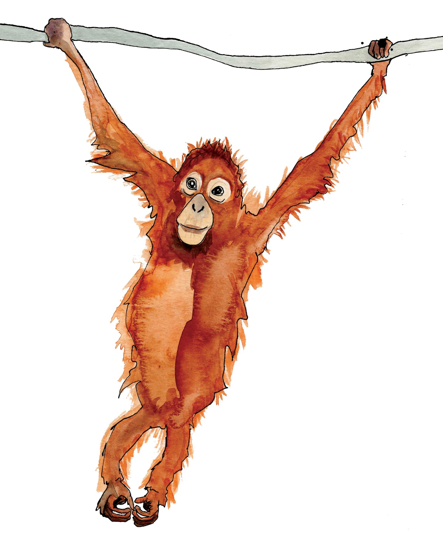 Orangutan