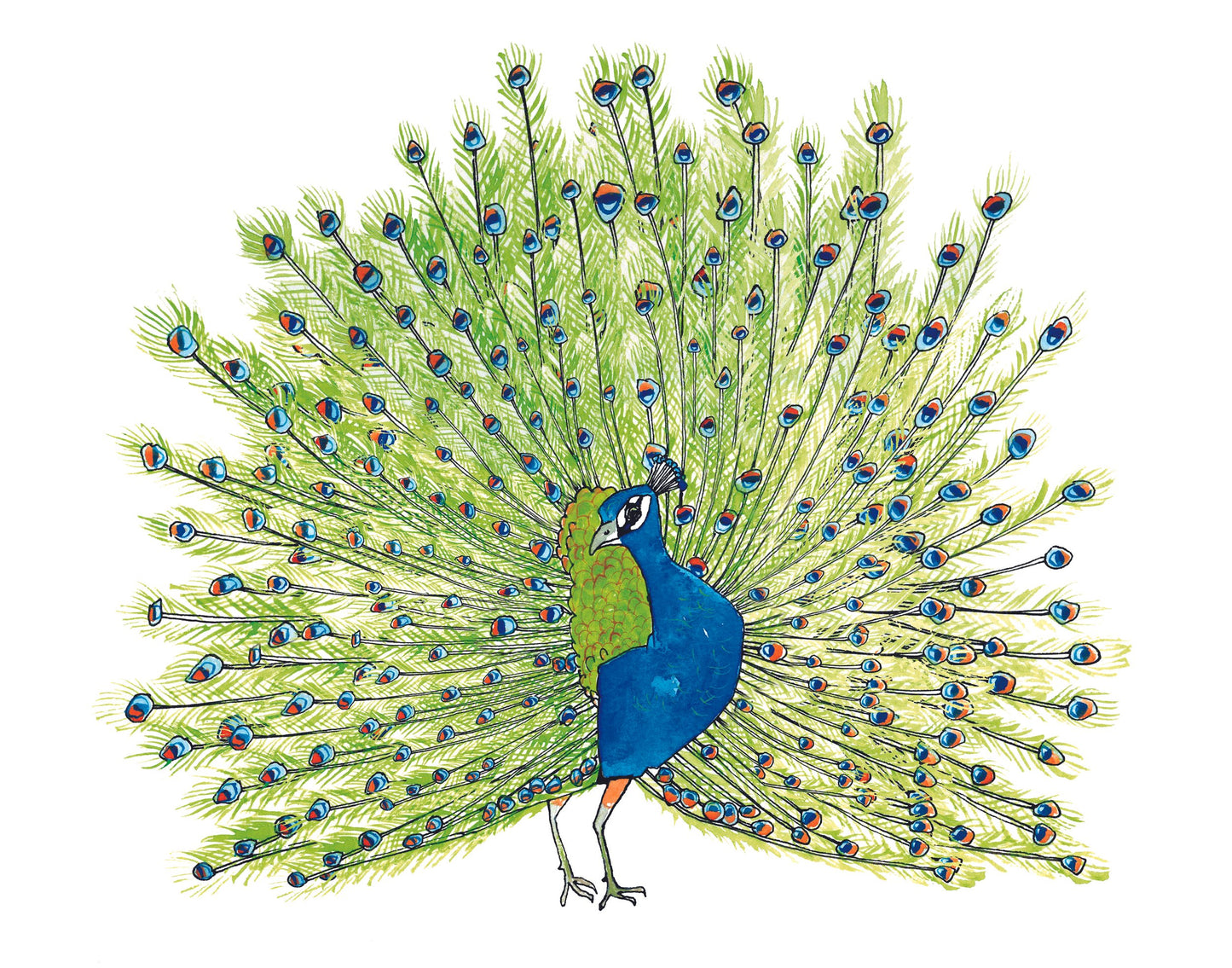 Peacock