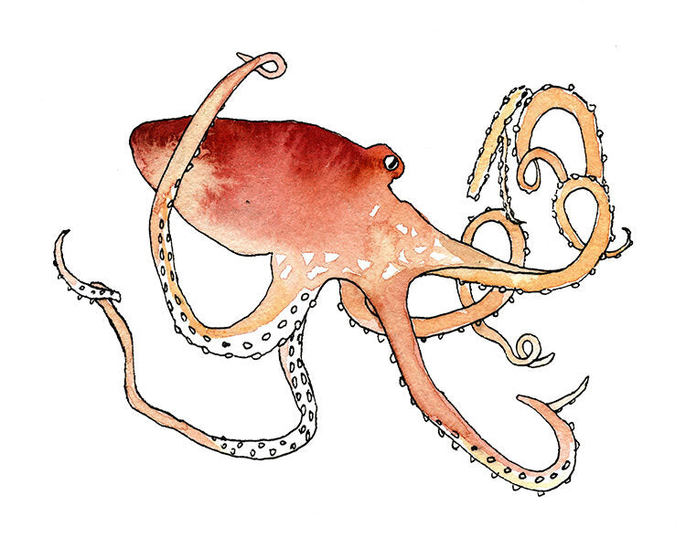 Red Octopus