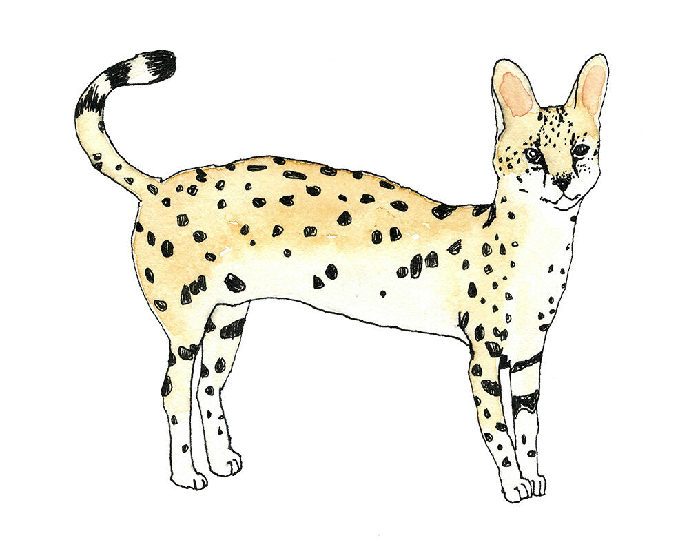 Serval