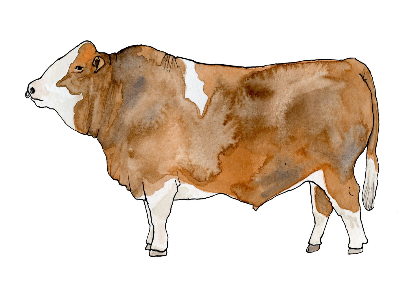 Simmental Cow