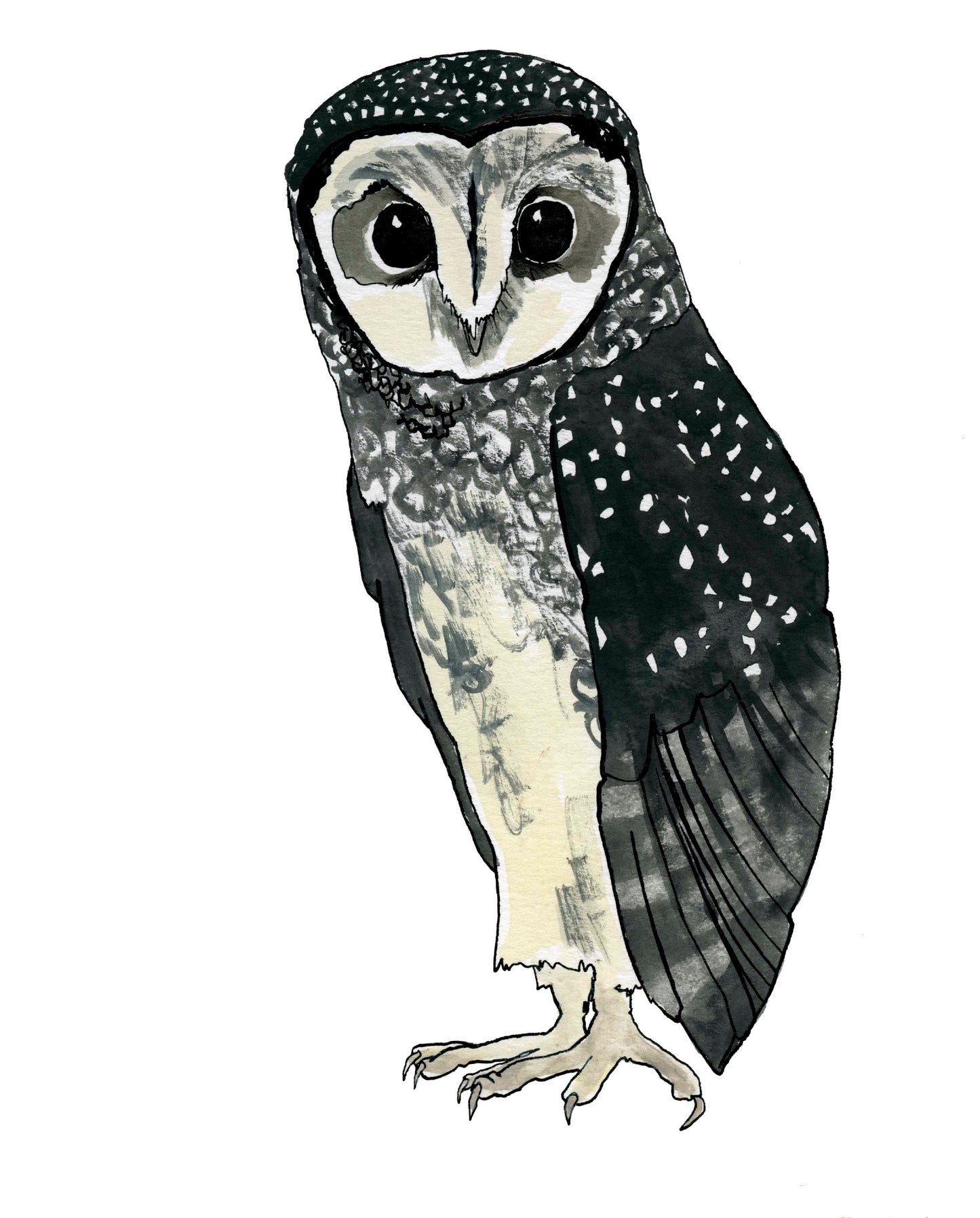 Sooty Owl