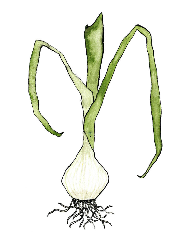 Spring Onion