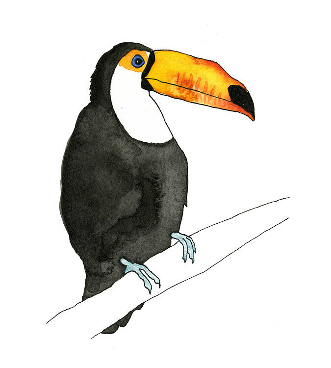 Toucan