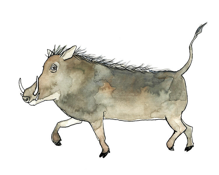 Warthog