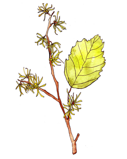 Witchhazel