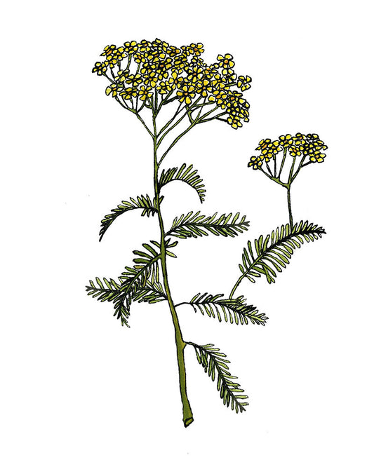 Yarrow