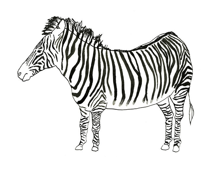 Zebra